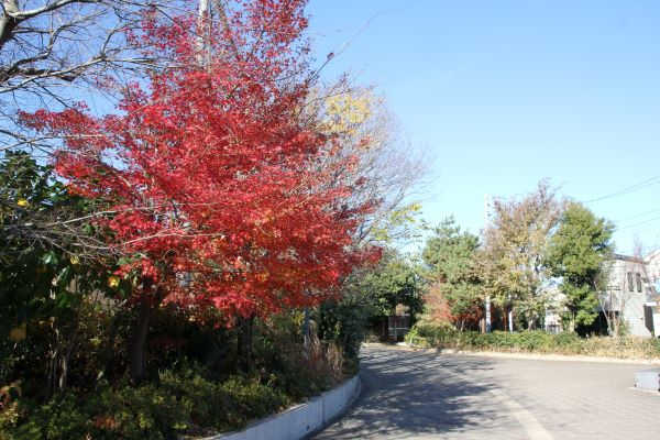 061212 桜並木 (1).JPG